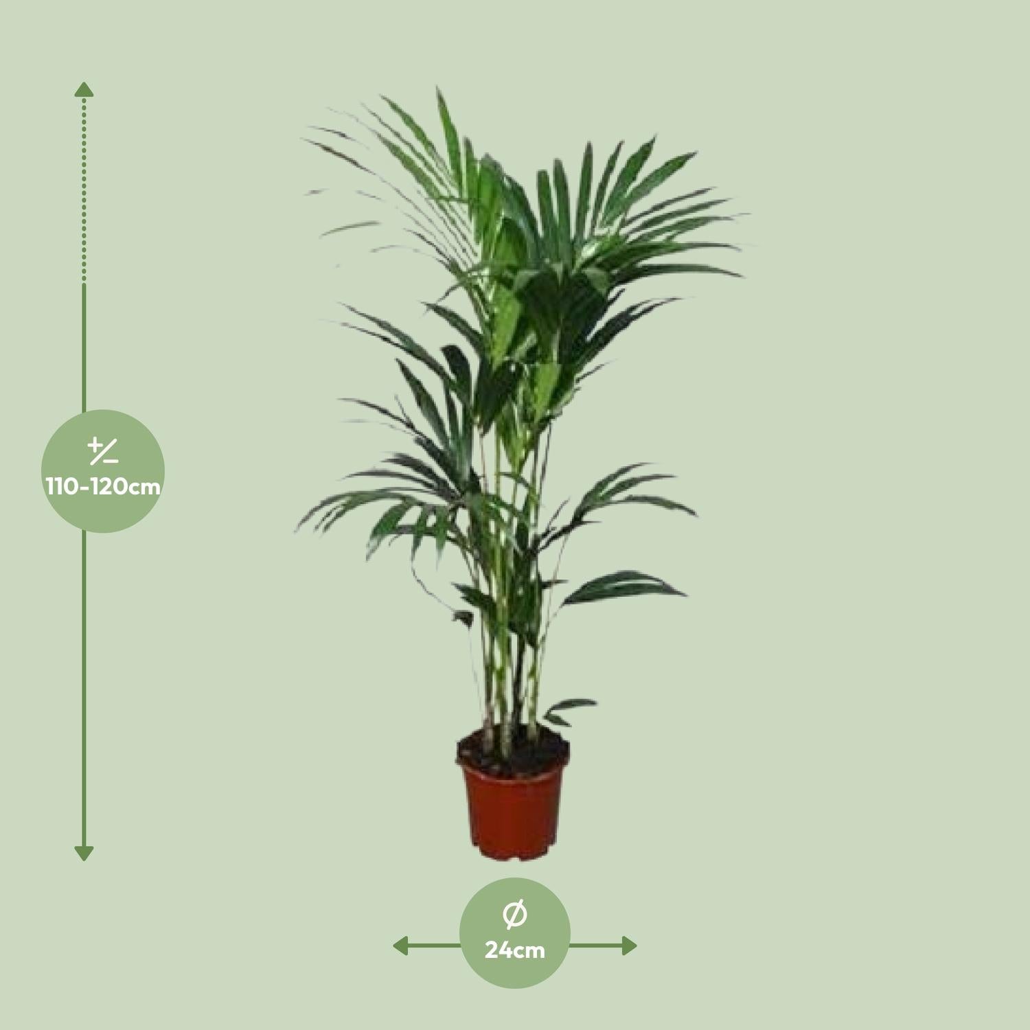 Howea forsteriana - Γ21cm - β120cm - Γ24 - β¨120cm