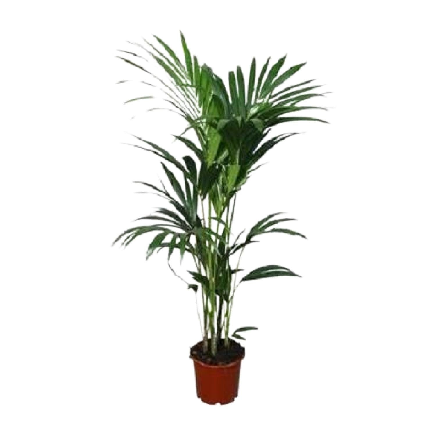 Howea forsteriana - Γ21cm - β120cm - Γ24 - β¨120cm