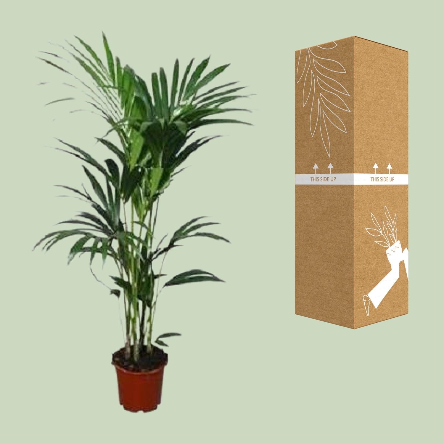 Howea forsteriana - Γ21cm - β120cm - Γ24 - β¨120cm