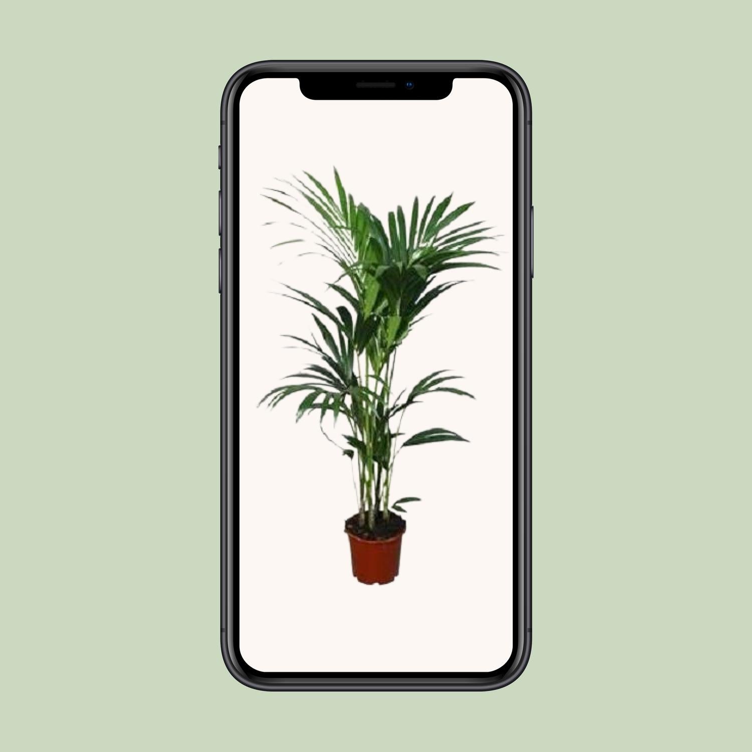 Howea forsteriana - Ø21cm - ↕120cm - Ø24 - ↨120cm Everspring