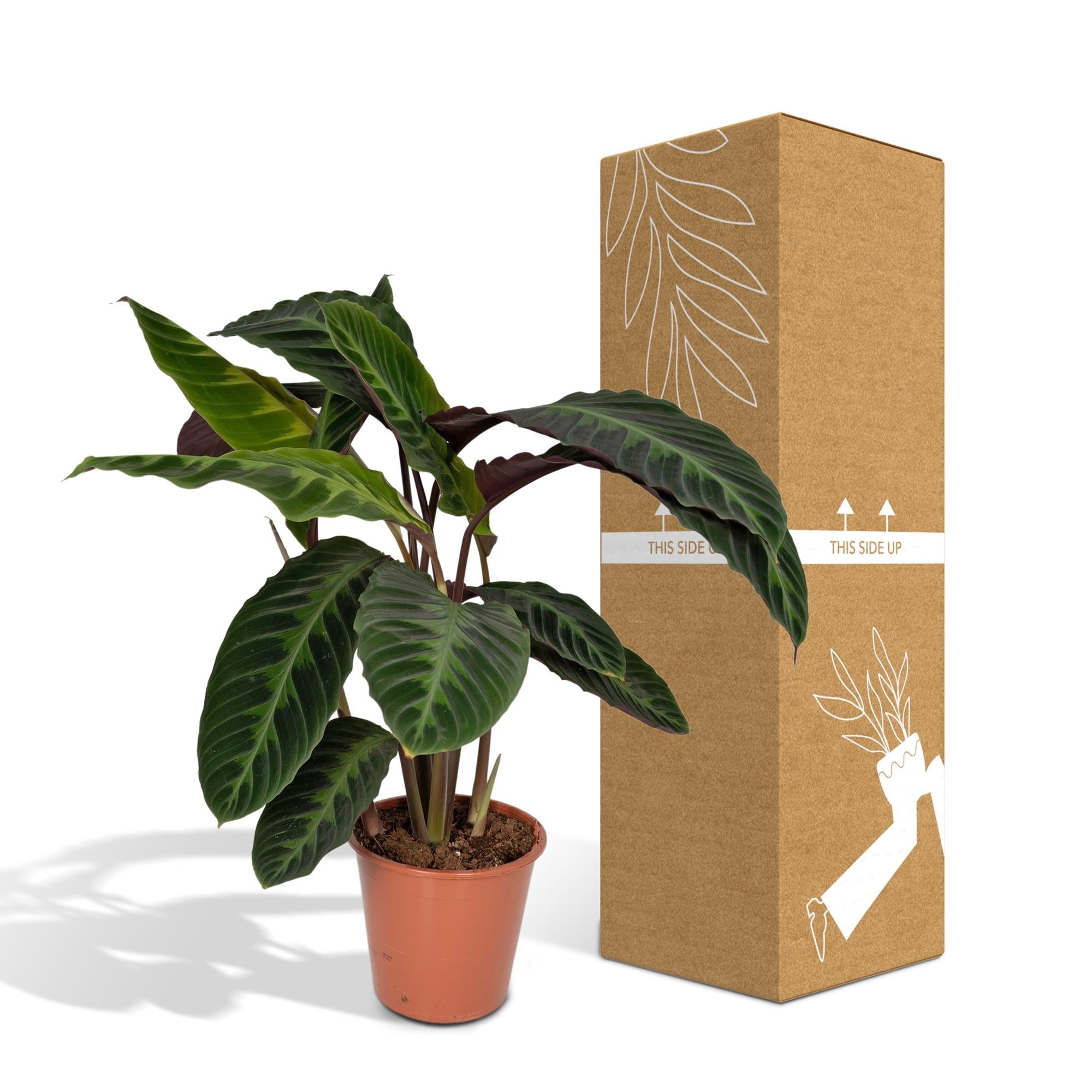 Calathea Warscewiczii - Pauwenplant - Ø19cm - ↕70cm Everspring