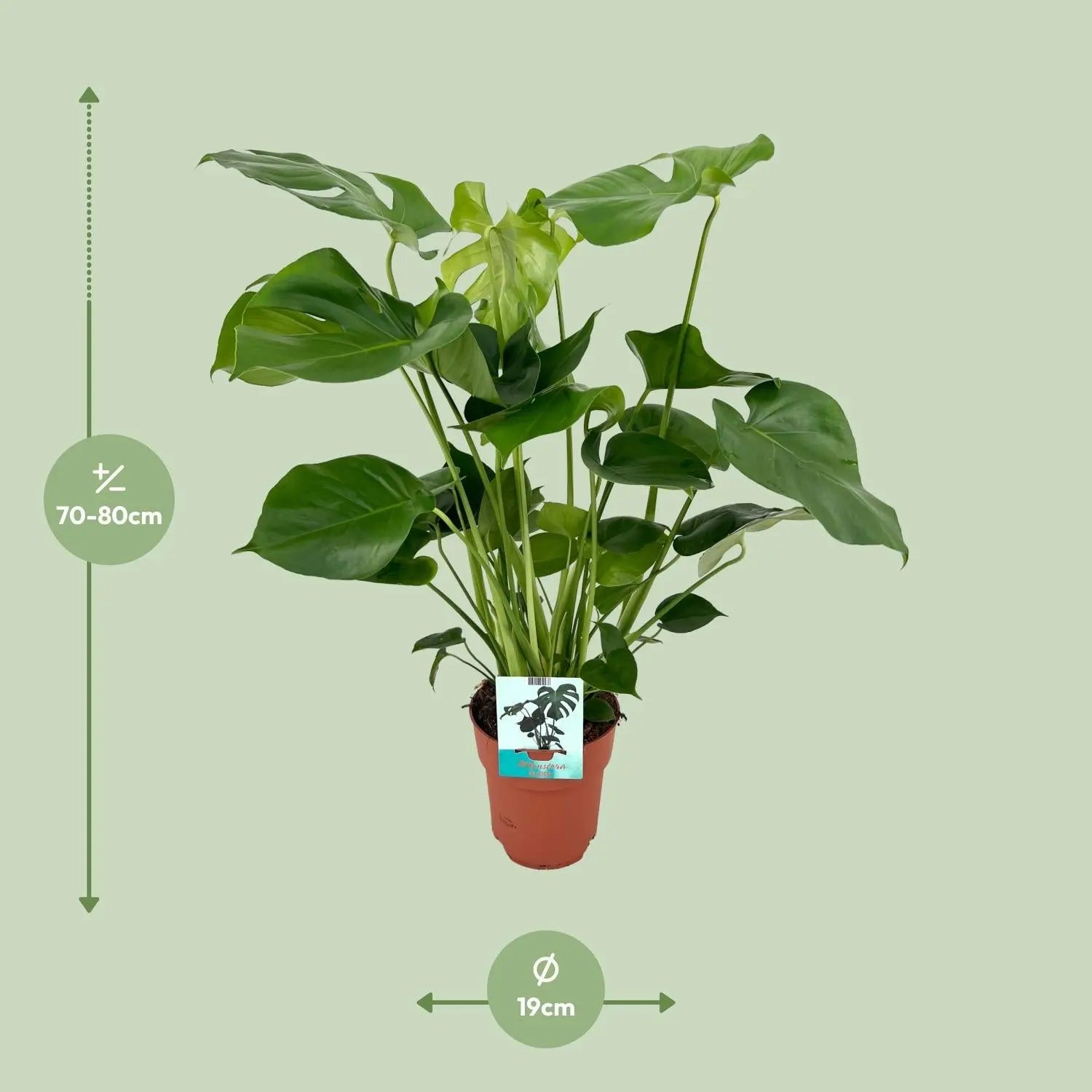 Monstera Deliciosa   19cm - ↕60cm Everspring
