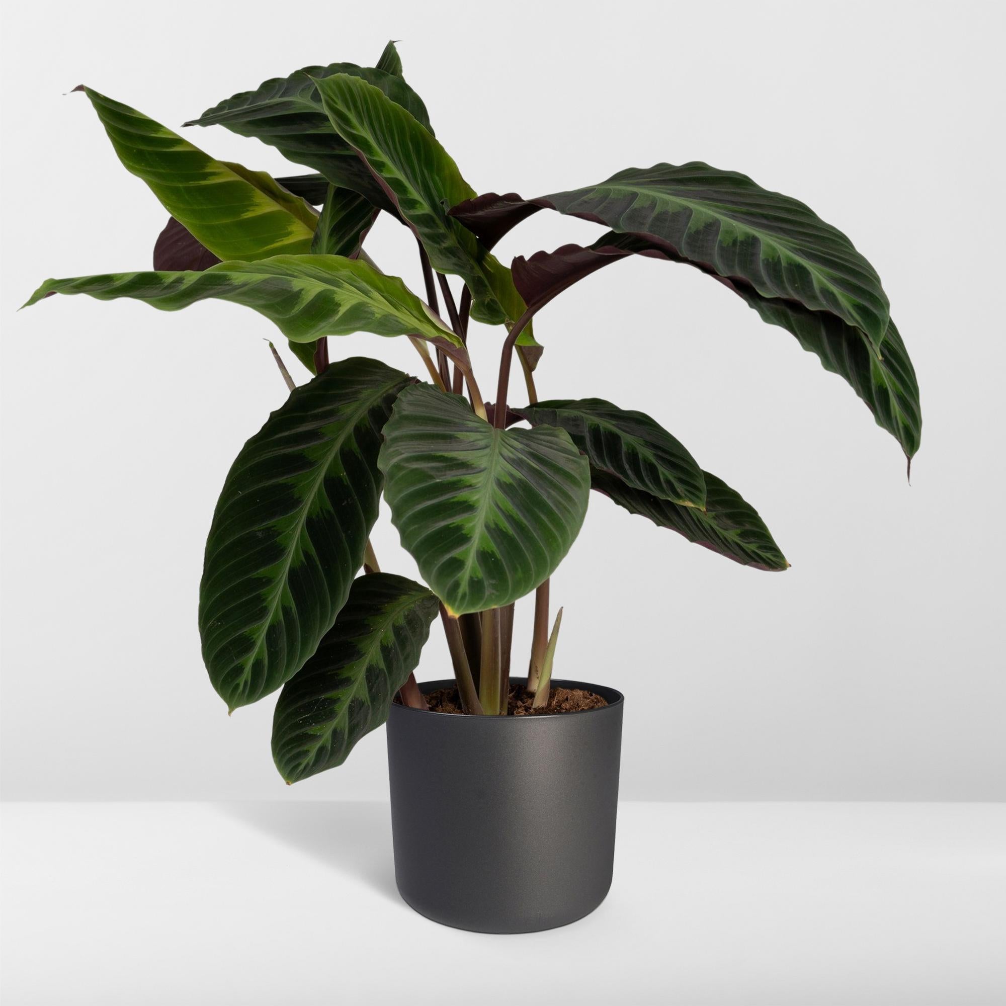 Calathea Warscewiczii - Pauwenplant - Ø19cm - ↕70cm Everspring