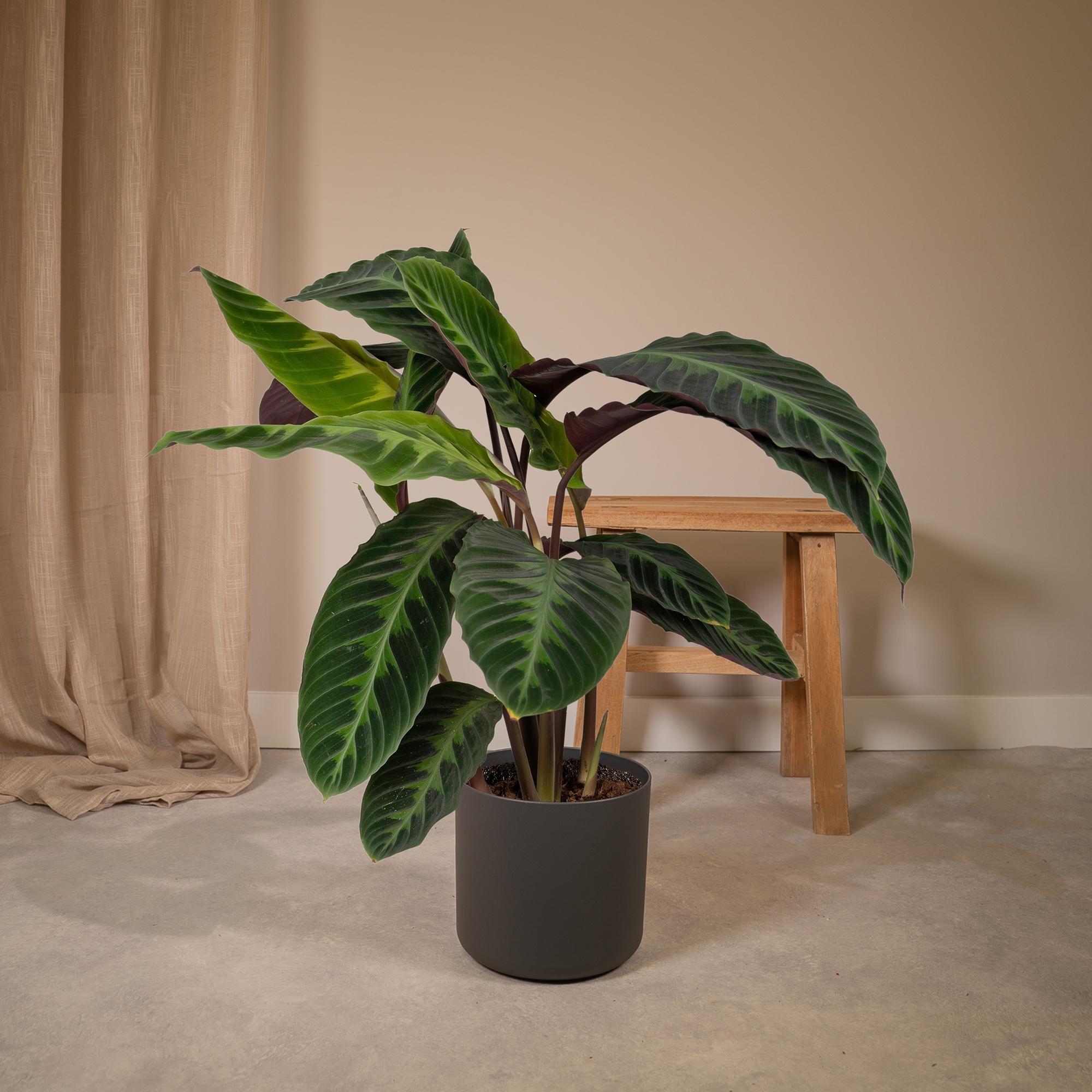 Calathea Warscewiczii - Pauwenplant - Ø19cm - ↕70cm Everspring