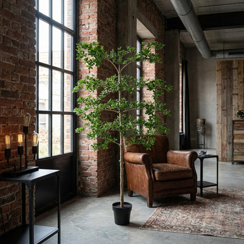 ARTIFICIAL Bucida - 200cm Everspring