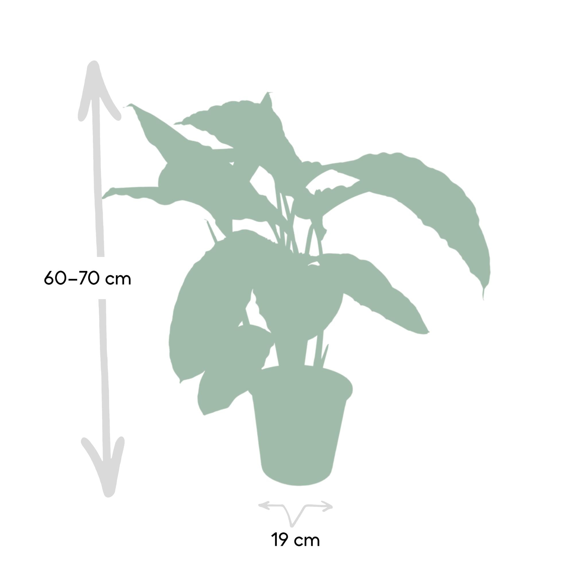 Calathea Warscewiczii - Pauwenplant - Ø19cm - ↕70cm Everspring