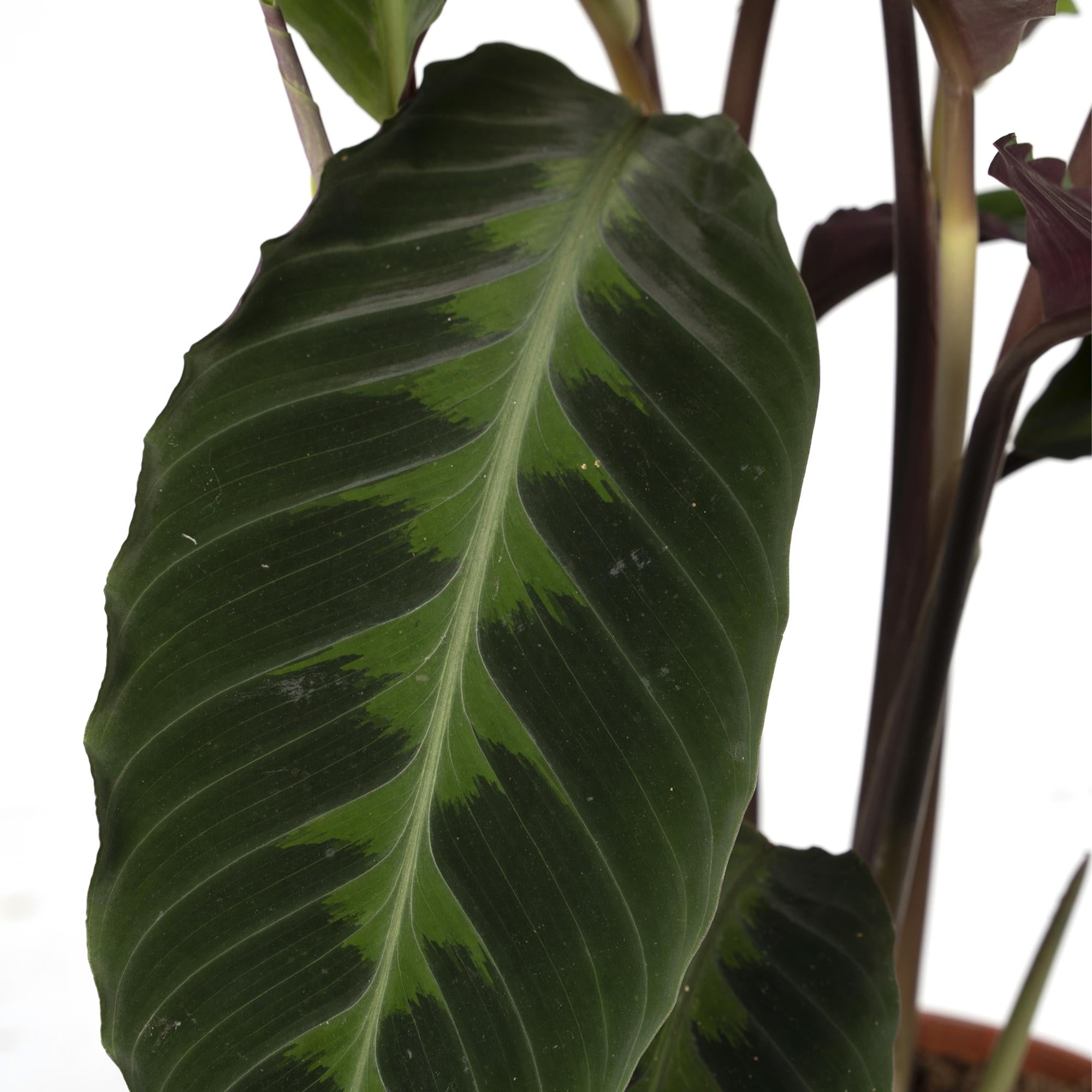 Calathea Warscewiczii - Pauwenplant - Ø19cm - ↕70cm Everspring