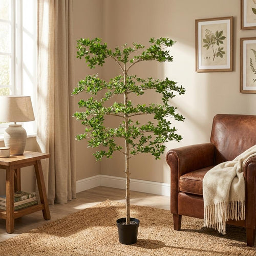 ARTIFICIAL Bucida - 200cm Everspring